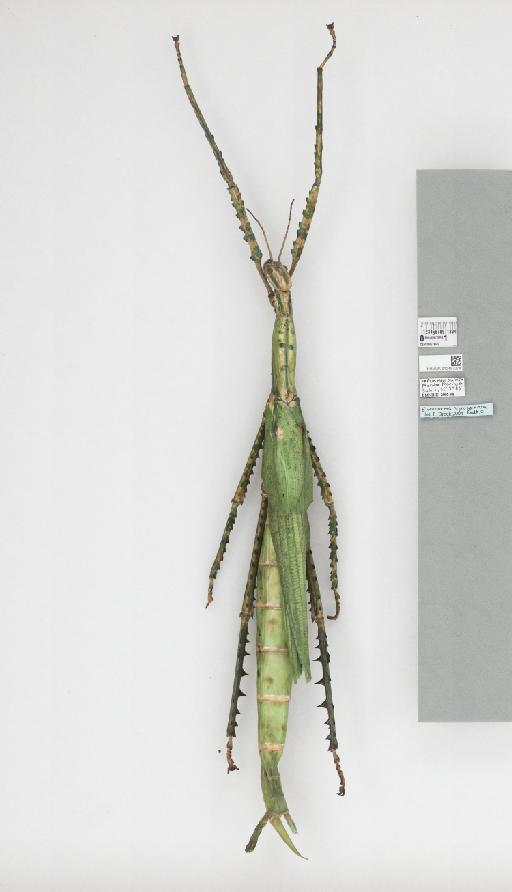 Eurycnema nigrospinosa Redtenbacher, 1908 - 012497278_72619_87150