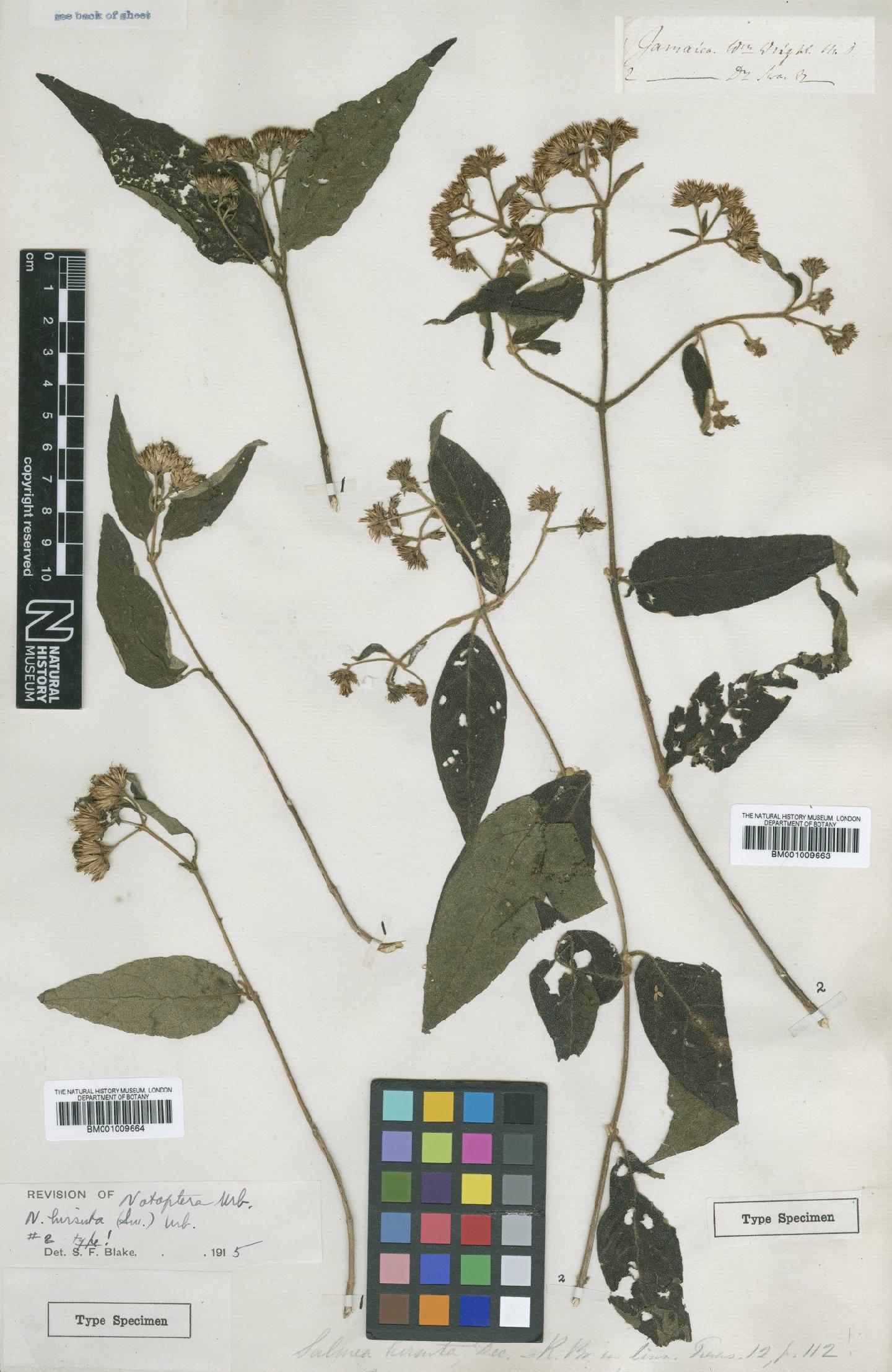 To NHMUK collection (Otopappus hirsutus (Sw.) R.L.Hartm. & Stuessy; TYPE; NHMUK:ecatalogue:617480)