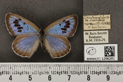 Maculinea arion eutyphron ab. insubrica Vorbrodt, 1912 - BMNHE_1296201_147158