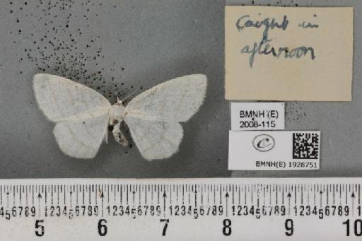 Cabera pusaria (Linnaeus, 1758) - BMNHE_1928751_a_494714