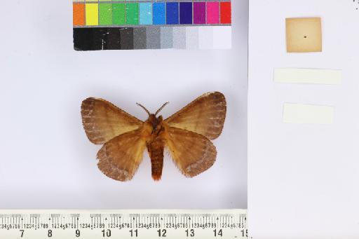 Paracydas postpallida Rothschild - NHMUK010928270_Paracydas_postpallida_ventral_and_labels