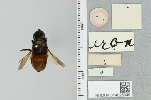Chalicodoma cupreohirta Cockerell, 1933 - 014026349_additional