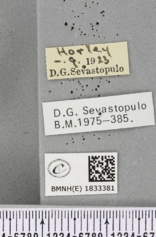 Aplocera plagiata plagiata (Linnaeus, 1758) - BMNHE_1833381_label_406481