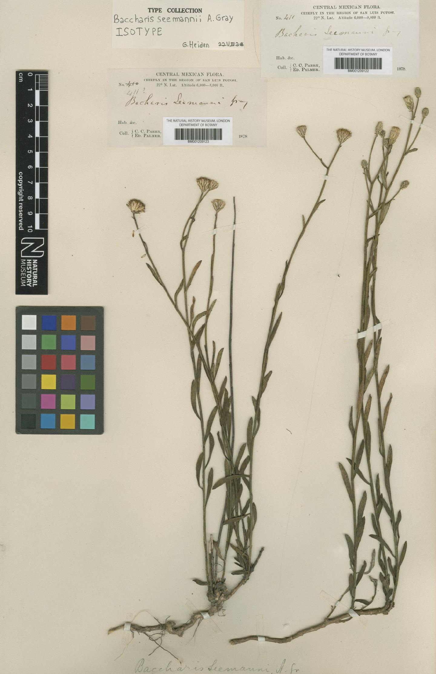To NHMUK collection (Baccharis seemannii A.Gray; Isotype; NHMUK:ecatalogue:6730098)