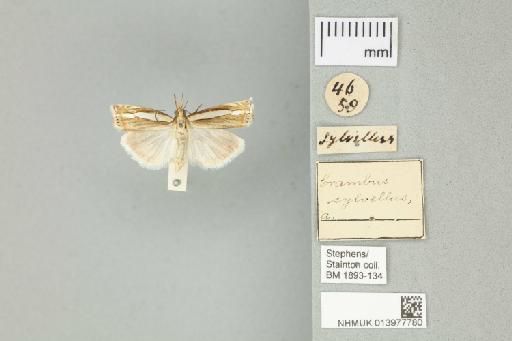 Crambus silvella (Hübner, 1813) - 013977780_136833_1083191