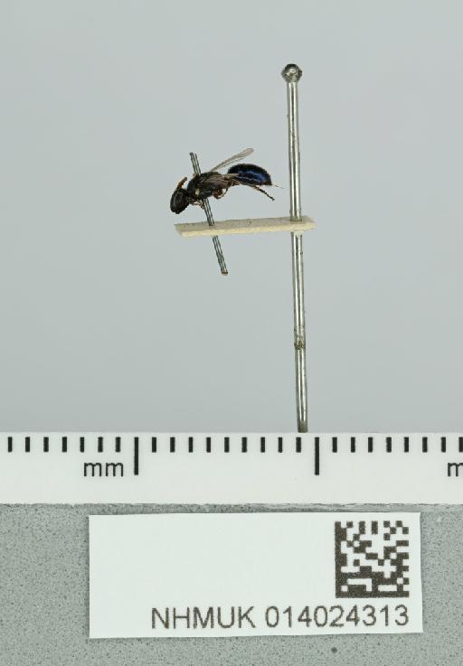 Hylaeus cyaneomicans Cockerell, 1910 - 014024313__-