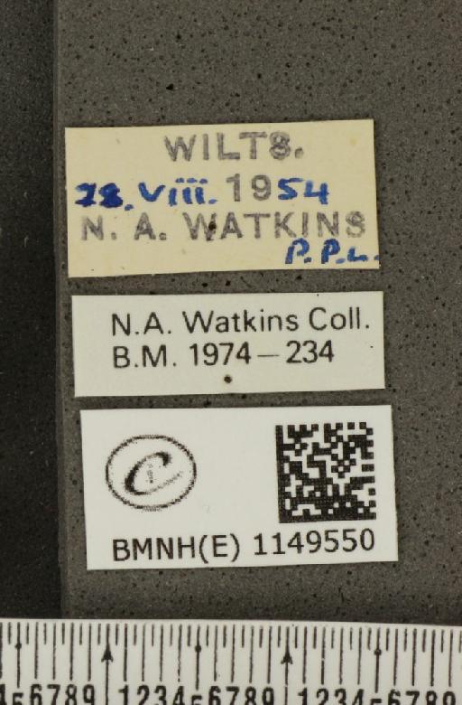 Lysandra coridon ab. ultrafowleri Bright & Leeds, 1938 - BMNHE_1149550_label_102059