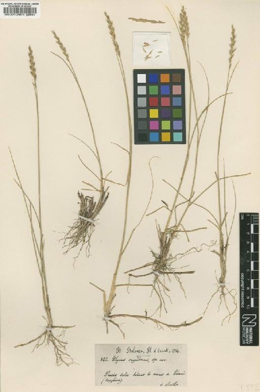 Elymus cappadocicus Boiss. & Balansa - BM000013901