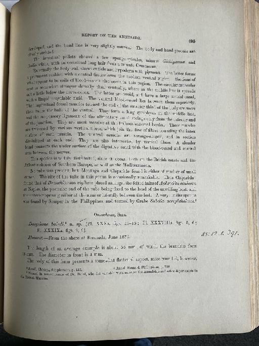 Ereutho kerguelensis McIntosh, 1885 - Challenger Polychaete Scans of Book 315