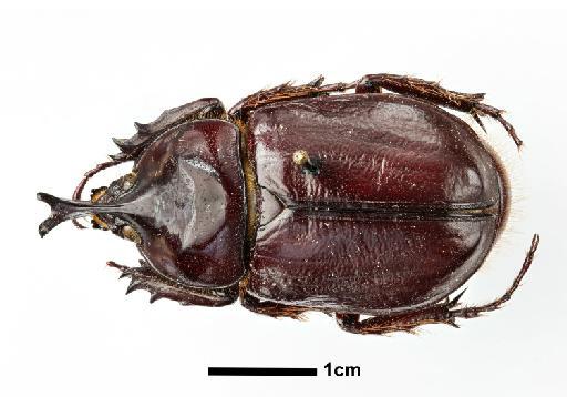 Strategus caymani Ratcliffe, 1976 - NHMUK010369453_habitus