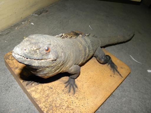 Ctenosaura similis Gray, 1831 - Ctenosaura completa (similis) 45.10.25.19 (a).JPG