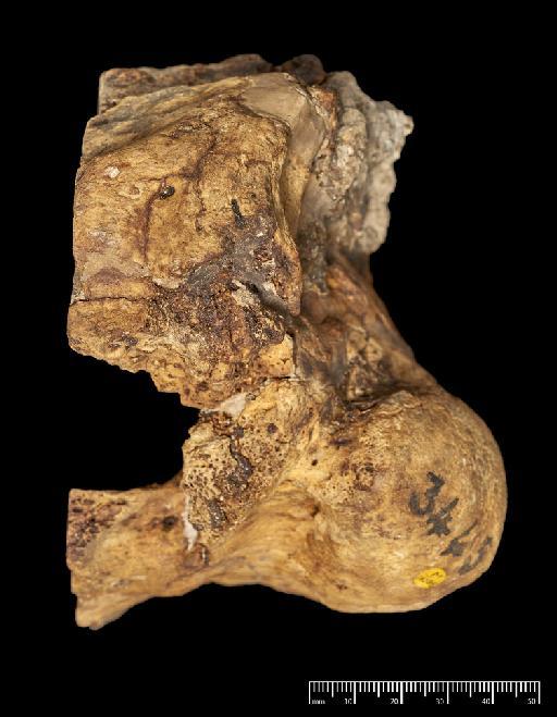 Megatherium americanum Cuvier, 1796 - NHMUK PV M 16585_4