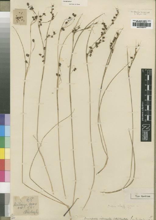 Coleochloa setifera (Ridl.) Gilly - BM000922717