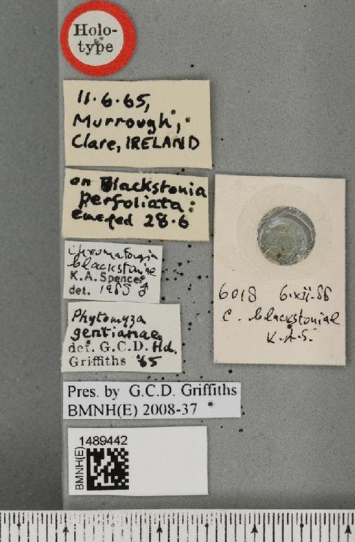 Chromatomyia blackstoniae Spencer, 1990 - BMNHE_1489442_label_60482