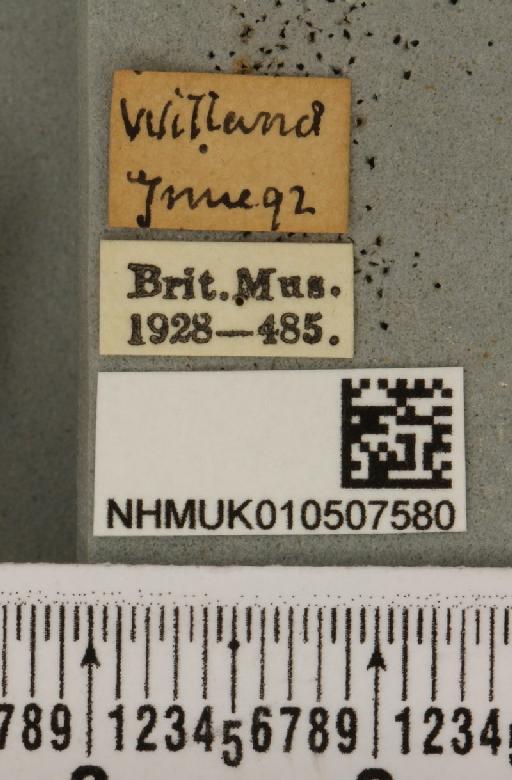 Panemeria tenebrata (Scopoli, 1763) - NHMUK_010507580_label_566457
