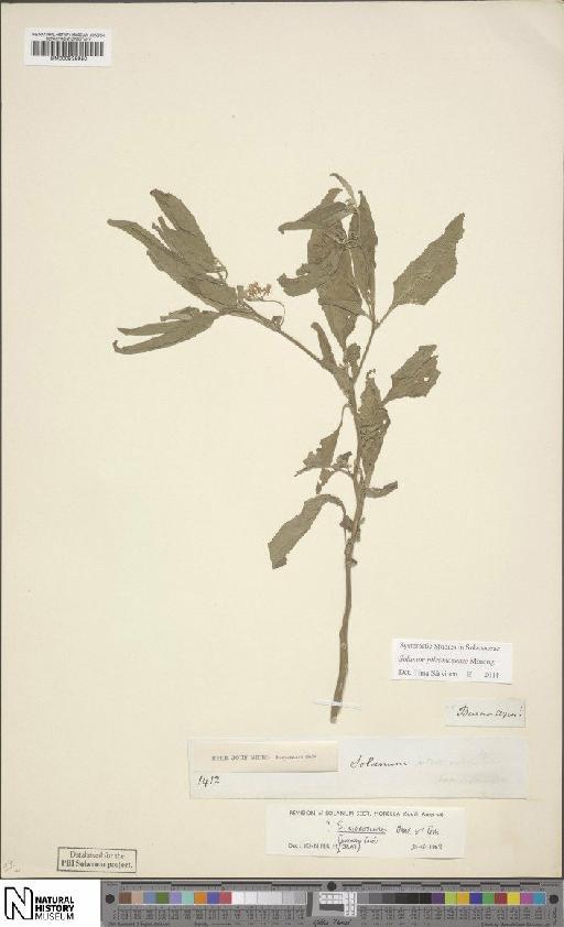 Solanum pilcomayense Morong - BM000935950