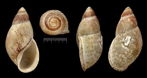 Helix lacunosa A.D.Orb., 1835 - 1854.12.4.213, SYNTYPES, Helix lacunosa A.D.Orb., 1835