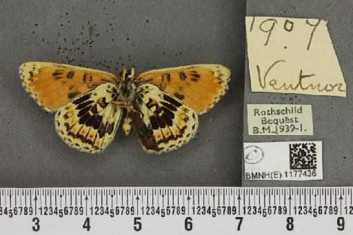 Melitaea cinxia ab. wittei Geest, 1903 - BMNHE_1177436_49477