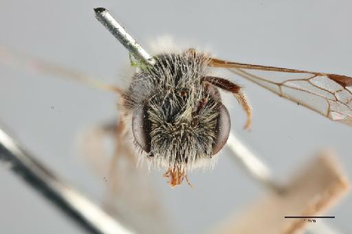 Andrena beta Saunders, E., 1908 - 014025021_face