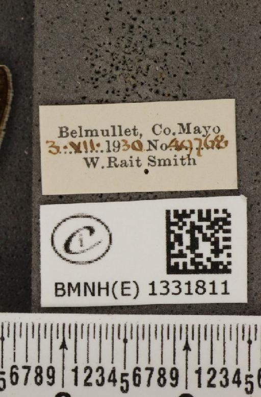 Polyommatus icarus mariscolore (Kane, 1893) - BMNHE_1331811_label_138537