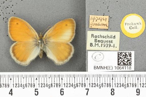 Coenonympha pamphilus ab. partimtransformis Leeds, 1950 - BMNHE_1064118_25282