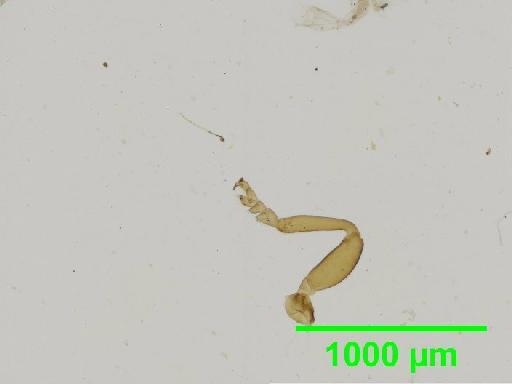 Coenobius Suffrian, 1857 - 010131379__2016_04_14_s09