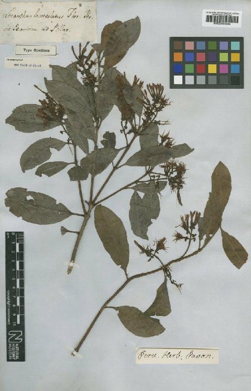 Gaiadendron punctatum (Ruiz & Pav.) G.Don - BM000993494