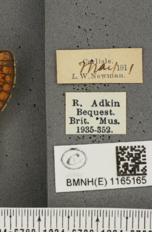 Euphydryas aurinia (Rottemburg, 1775) - BMNHE_1165165_label_52539