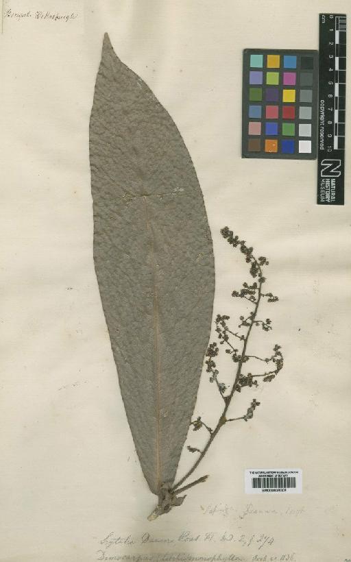Lepisanthes simplicifolia (Thwaites) Leenh - BM000838009