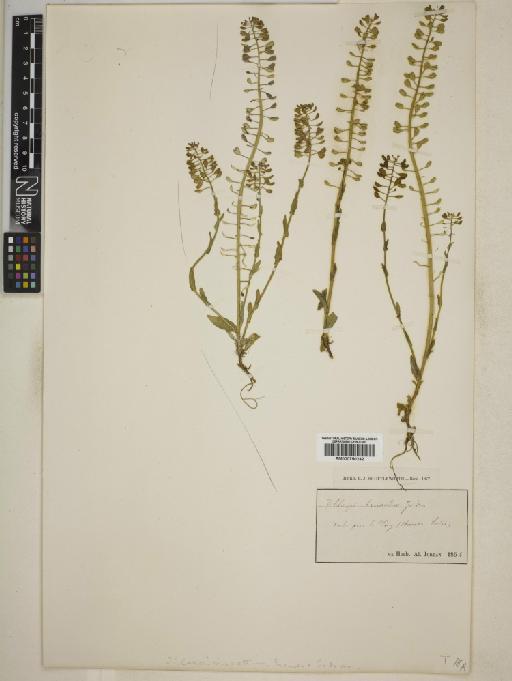 Thlaspi bruandiae Jordan - BM000750242