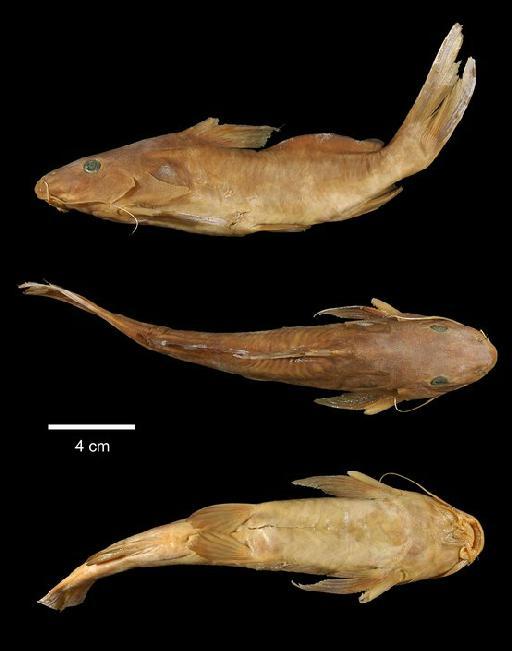 Synodontis rufigiensis Bailey, 1968 - 1968.6.12.1; Synodontis rufigiensis; type; ACSI Project image