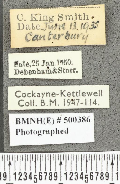 Coenonympha pamphilus ab. anticastanea Leeds, 1950 - BMNHE_500386_label_25184