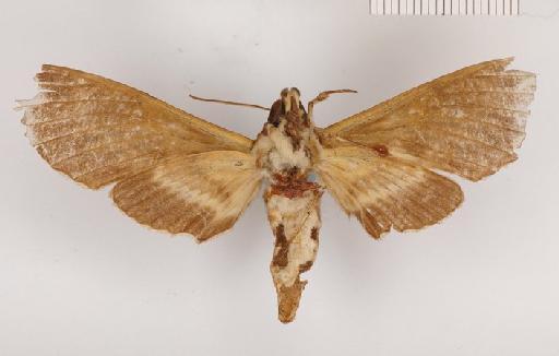 Pseudosphinx cyrtolophia Butler, 1875 - Pseudosphinx cyrtolophia 983921 ventral