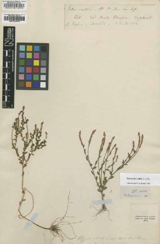 Salomonia ciliata (L.) DC. - BM000047363