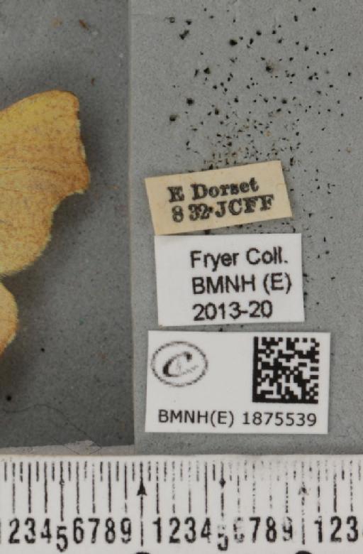 Ennomos erosaria (Denis & Schiffermüller, 1775) - BMNHE_1875539_label_443602