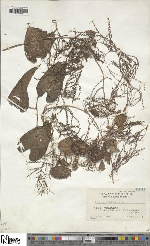 Dioscorea bulbifera L. - BM001049809