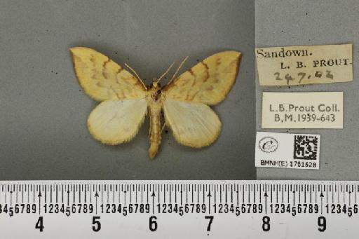 Gandaritis pyraliata (Denis & Schiffermüller, 1775) - BMNHE_1761628_345217