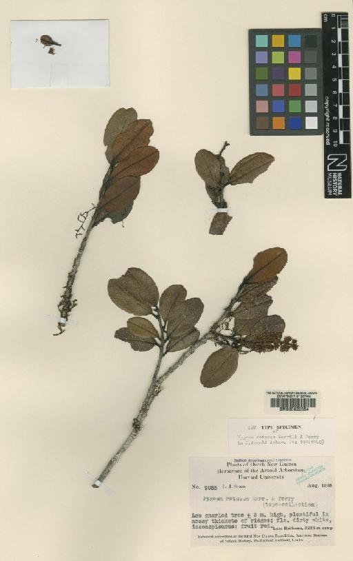 Prunus costata (Hemsl.) Kalkman - BM000622064