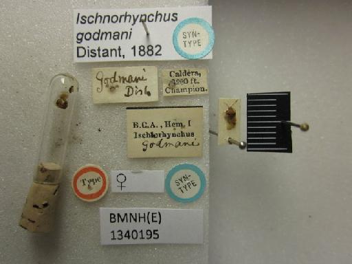 Ischnorhynchus godmani Distant, 1882 - Ischnorhynchus godmani-BMNH(E)1340195-Syntype female dorsal & labels