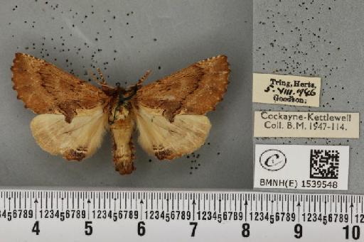 Ptilodon capucina (Linnaeus, 1758) - BMNHE_1539548_247128