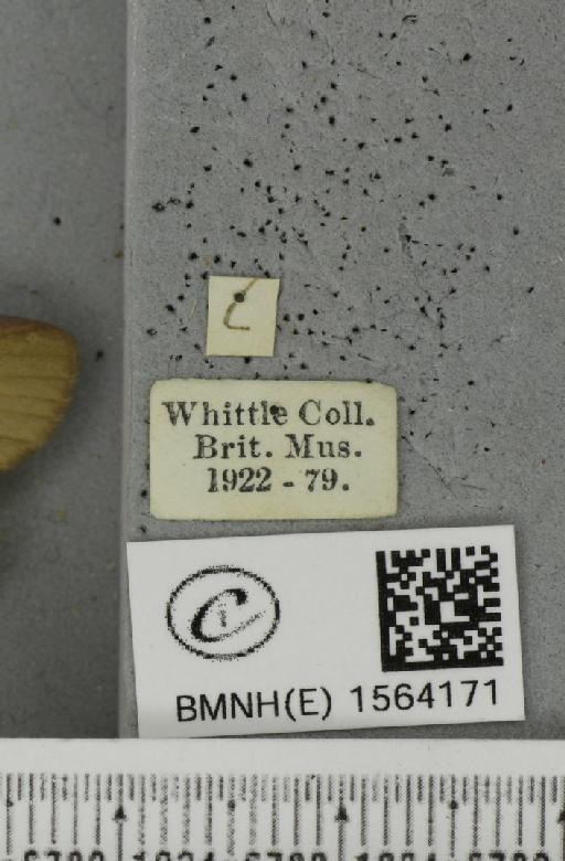 Lithosia quadra (Linnaeus, 1758) - BMNHE_1564171_label_285605