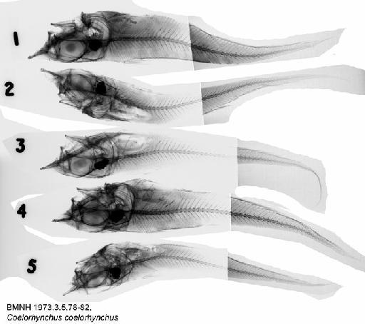 Coelorhynchus coelorhynchus geronimo Marshall & Iwamoto, 1973 - BMNH 1973.3.5.78-82, Coelorhynchus coelorhynchus, Radiograph