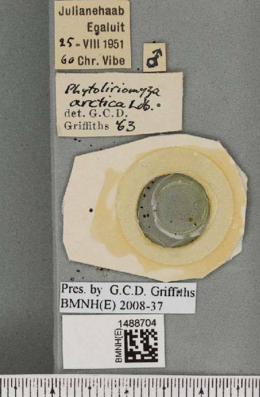 Phytoliriomyza arctica (Lundbeck, 1901) - BMNHE_1488704_label_52551