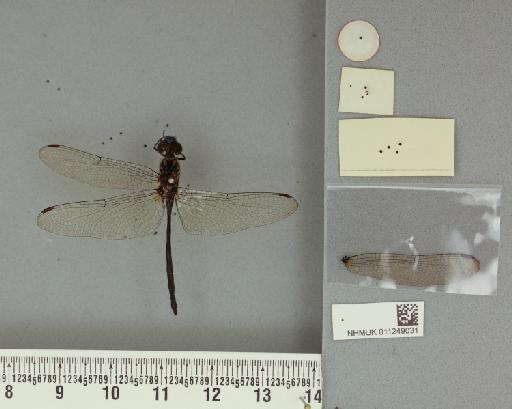 Trithemis nigra Longfield, 1936 - 011249031_Trithemis_donaldsoni_nigra_T_labels2