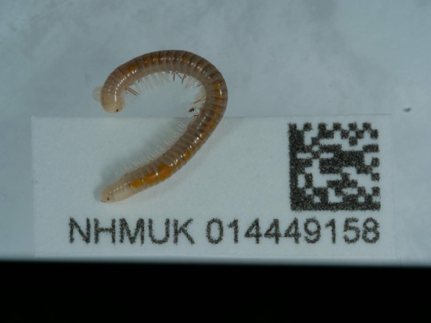 To NHMUK collection (Cylindroiulus vulnerarius (Berlese); NON-TYPE; NHMUK:ecatalogue:9264524)