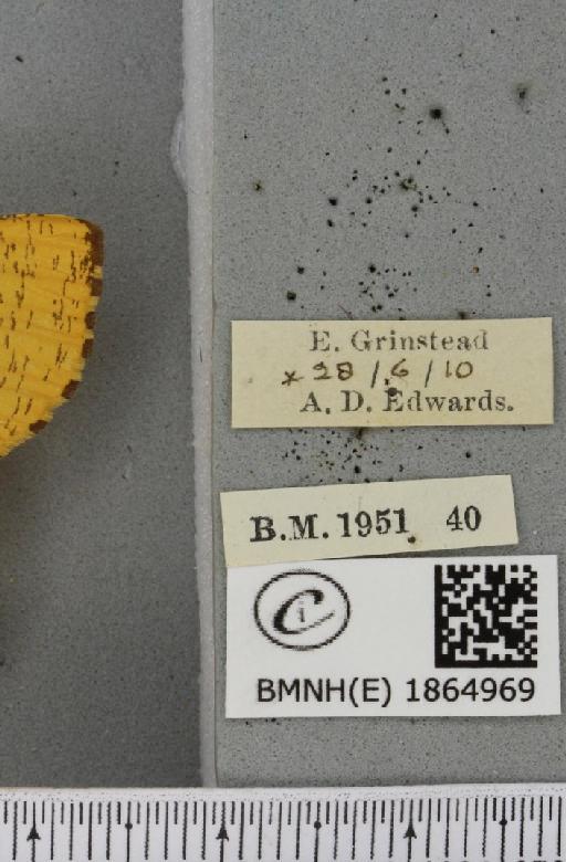 Angerona prunaria ab. aurea Williams, 1947 - BMNHE_1864969_label_430593