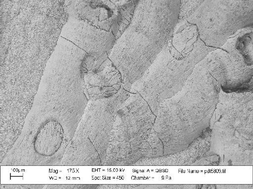 Hederella thedfordensis Bassler, 1939 - PI D 30066 – Hederella thedfordensis