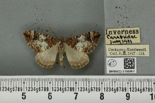 Dysstroma truncata truncata (Hufnagel, 1767) - BMNHE_1766967_347852