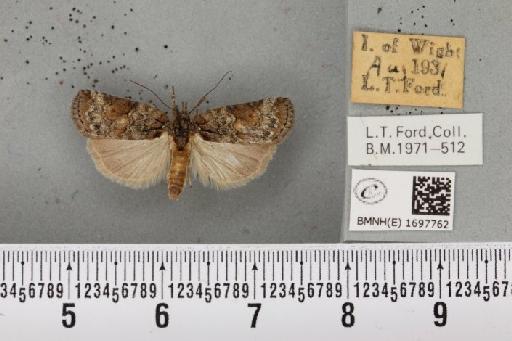 Nycteola revayana ab. bifasciana Donovan, 1801 - BMNHE_1697762_294626