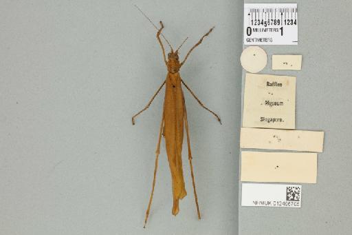 Elimaea (Rhaebelimaea) moultoni Karny, 1923 - 012496705_reverse_1